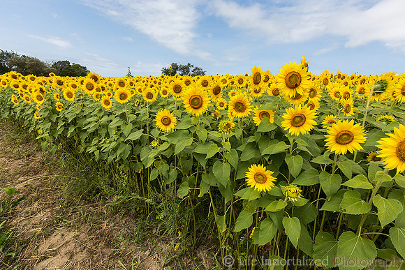 Colby Farm Sunflowers