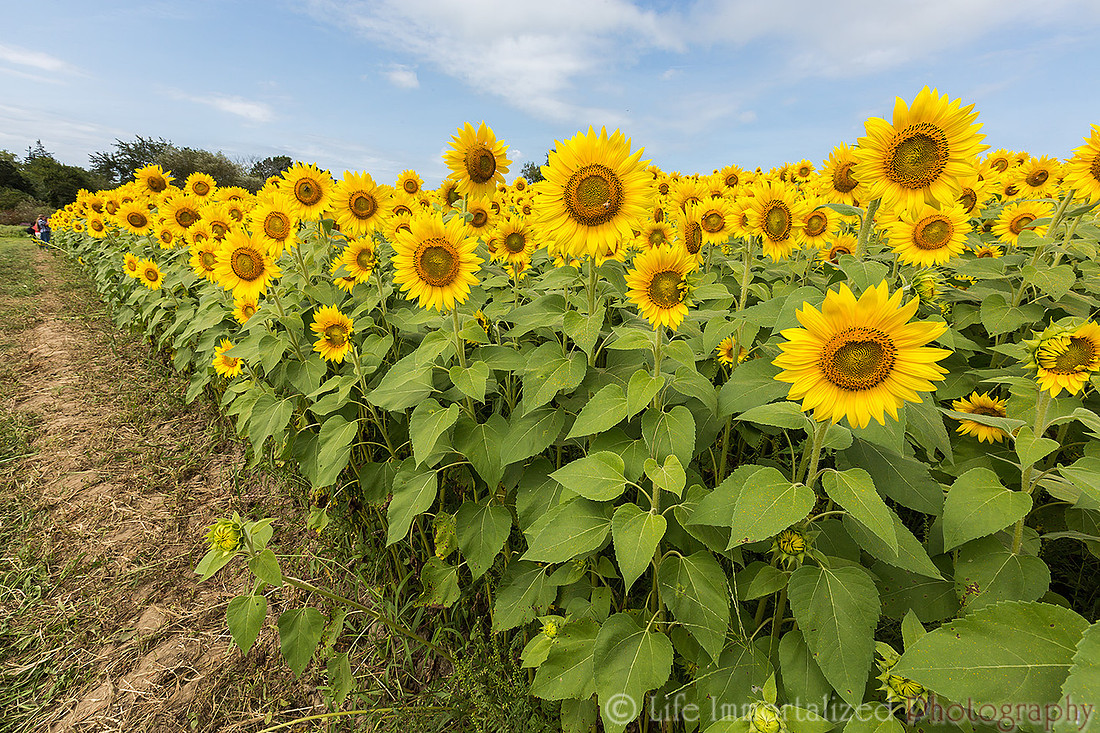 Colby Farm Sunflowers