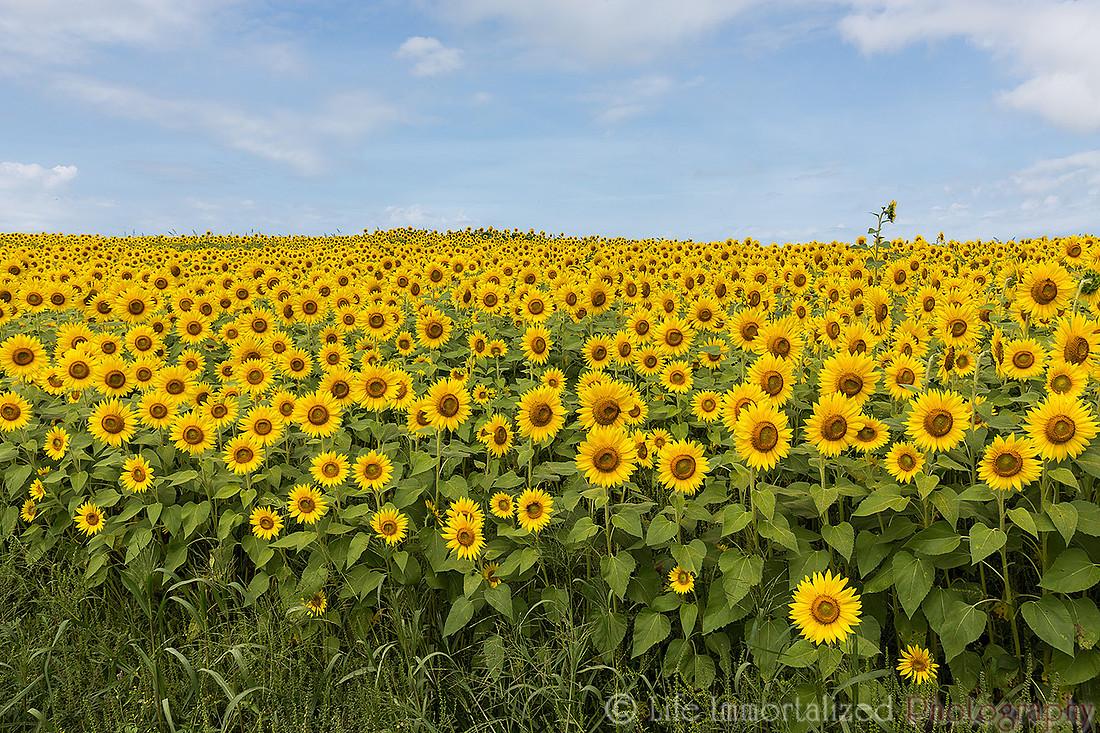 Colby Farm Sunflowers