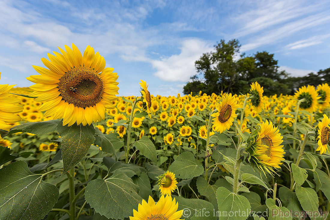 Colby Farm Sunflowers
