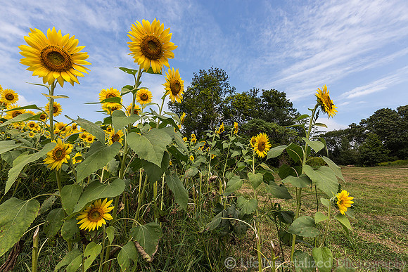 Colby Farm Sunflowers