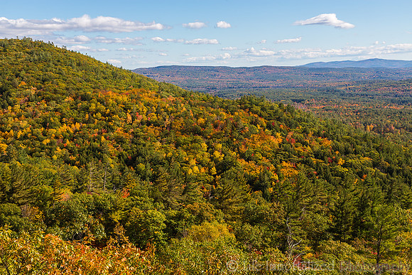 Fall Foliage