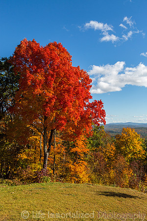 Blazing Red Foliage