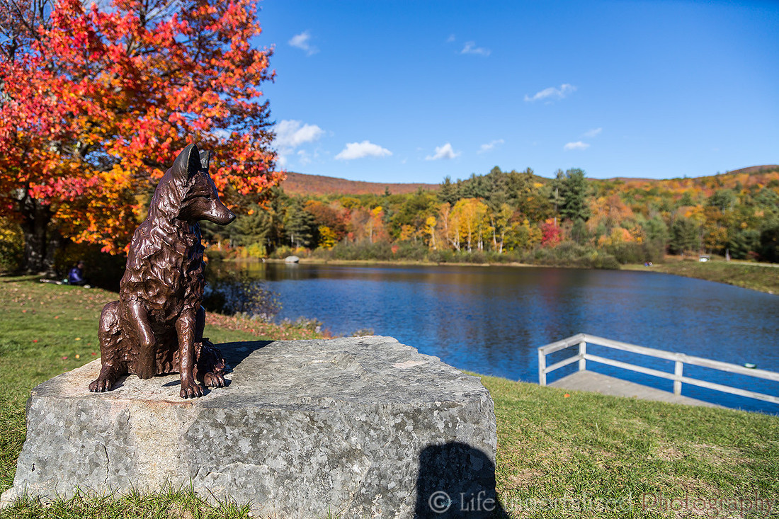 Wolf Statue Shannon Pond