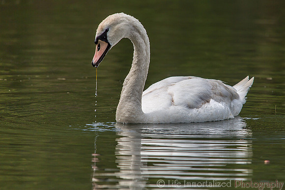 Swan