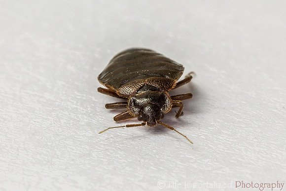 Bed Bug
