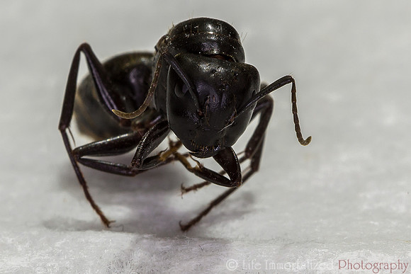 Ant