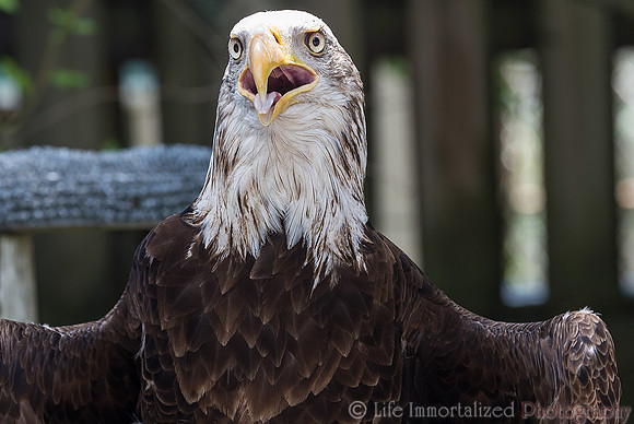 Bald Eagle