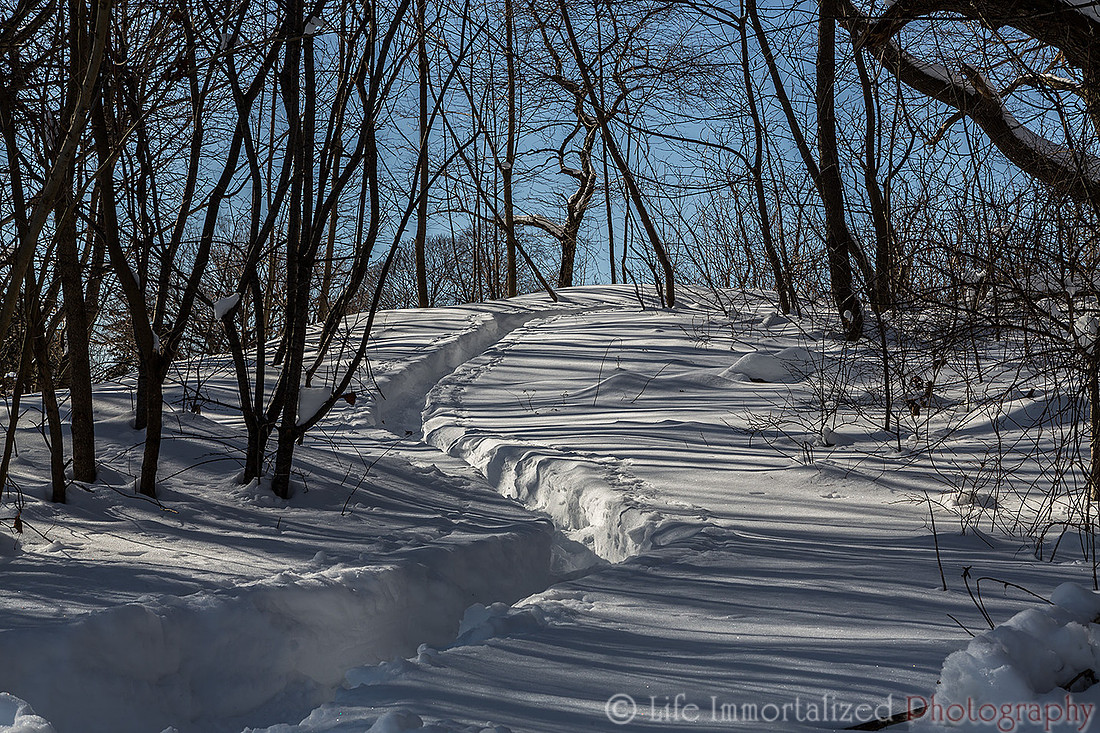 Forest River Snow
