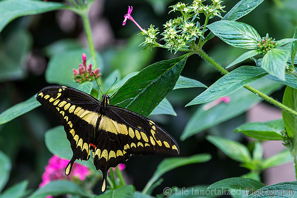 Giant Swallowtail