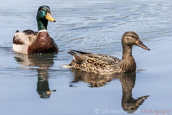 Mallard Duck Couple