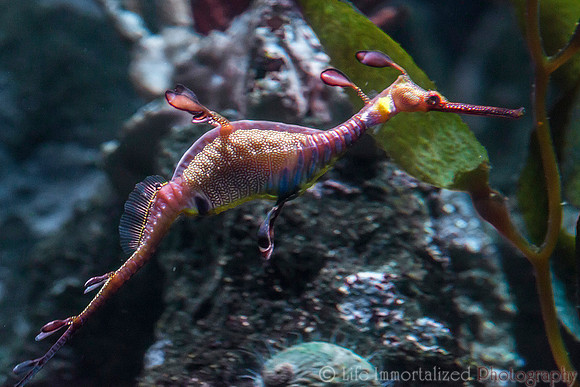 Weedy Seadragon