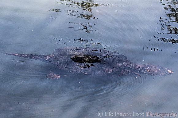Snapping Turtle