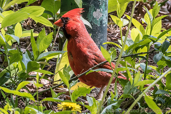 Cardinal