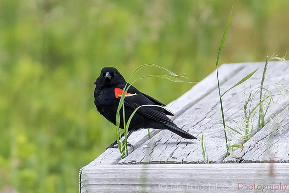 Red-Winged Blackbird