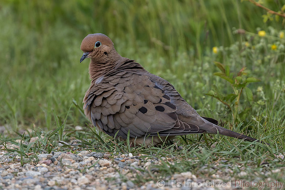 Mourning Dove