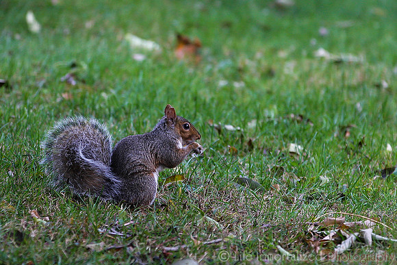 Squirrel