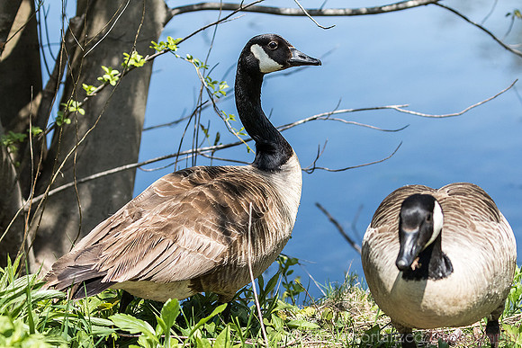Geese
