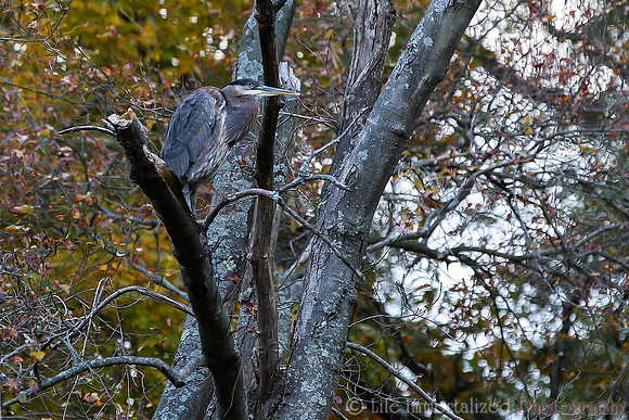 Heron