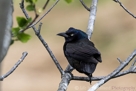 Brewers Blackbird
