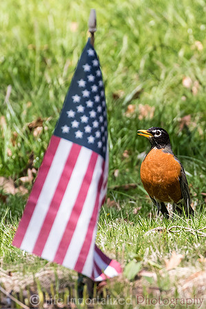 American Robin