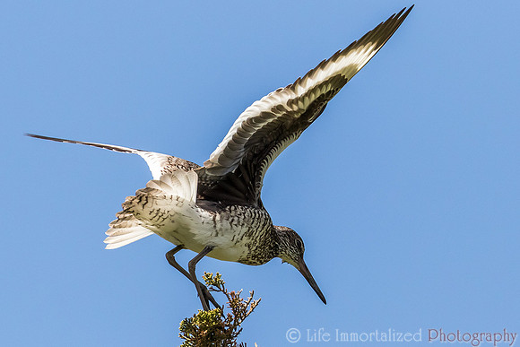 Willet