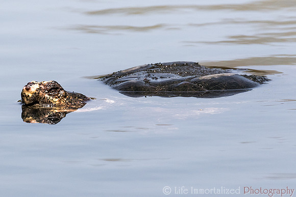 Snapping Turtle