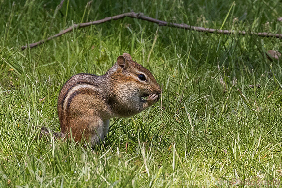 Chipmunk