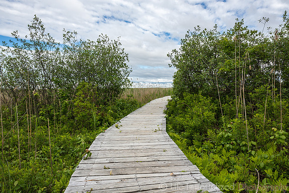 Plum Island Marsh Loop