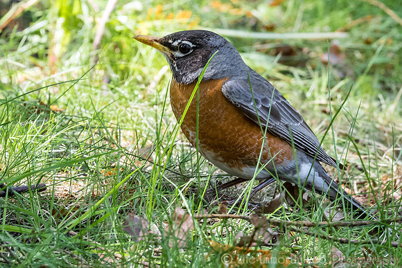 American Robin