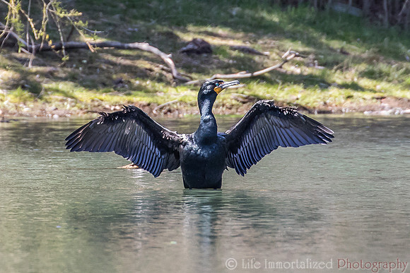 Cormorant