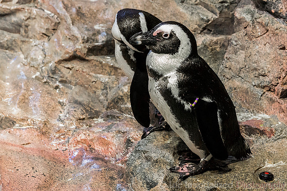 African Penguins