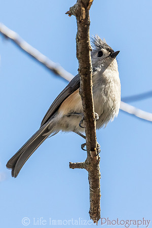 Tufted Titmouse