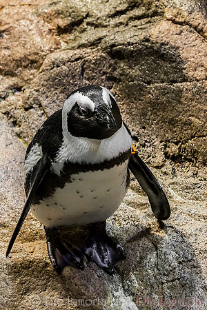 African Penguin