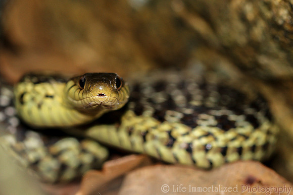 Garter Snake