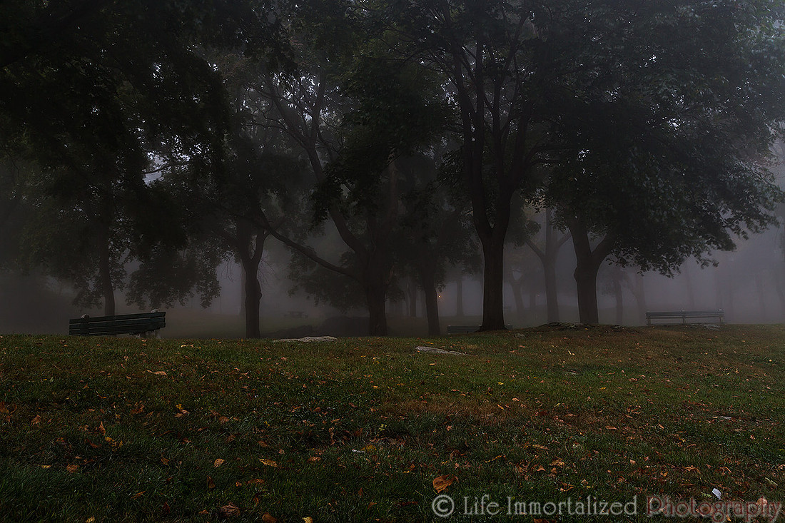 Foggy woods of Forest River