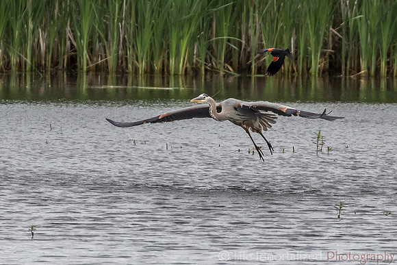 Great Blue Heron