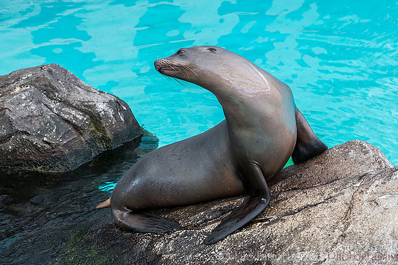 Northern Fur Seal