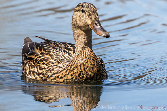 Mallard Duck