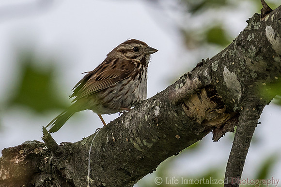 Song Sparrow