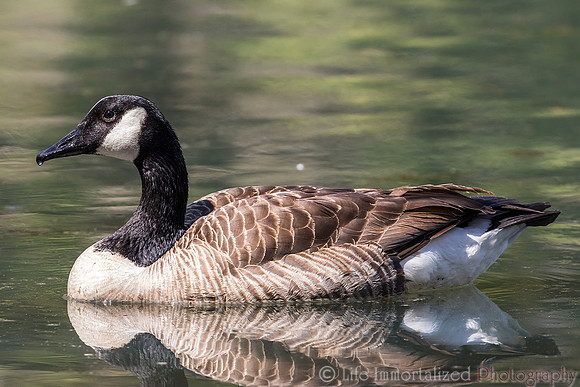 Goose