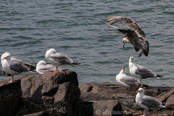 Seagulls