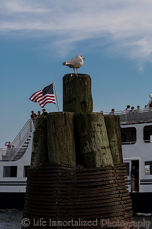 Patriotic Seagull