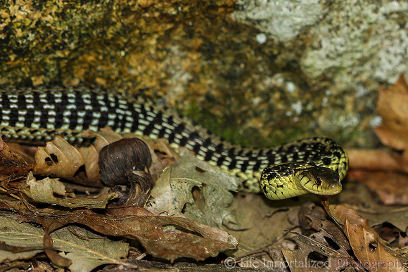 Garter Snake