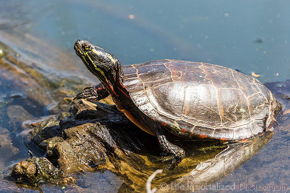 Eastern Painted Turtle