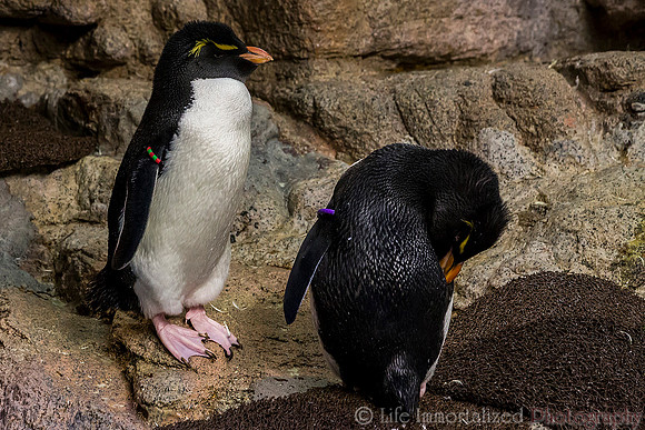Southern Rockhopper Penguins