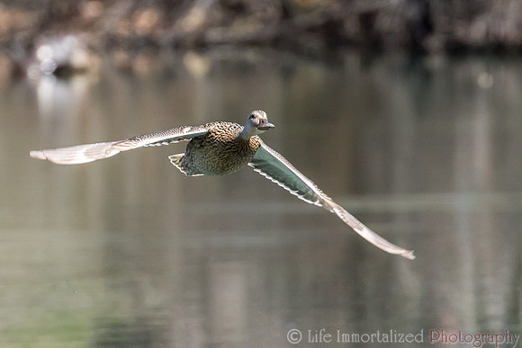 Duck in Flight