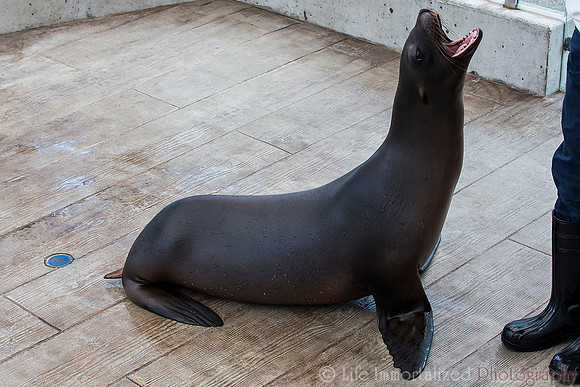 Northern Fur Seal