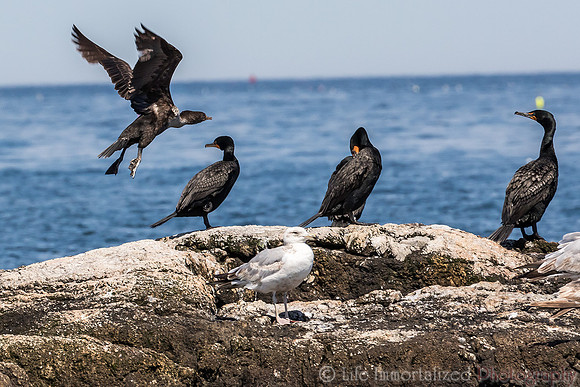 Cormorants