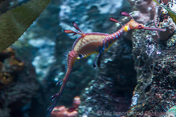 Weedy Seadragon